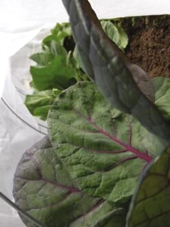 Summerweight Garden Fabric 8 Summerweight Garden Fabric -Gardening Supplies 32644VS 001E tif