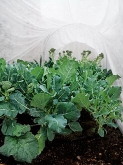 Summerweight Garden Fabric 10 Summerweight Garden Fabric -Gardening Supplies 32644 7936 tif