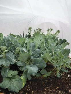 All-Purpose Garden Fabric 12 All-Purpose Garden Fabric -Gardening Supplies 32646 7940 tif