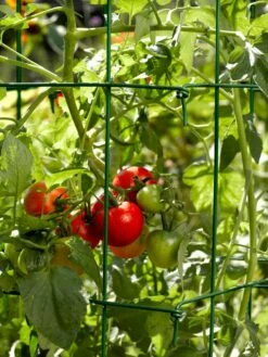 Tomato Cages, Set Of 4 12 Tomato Cages, Set Of 4 -Gardening Supplies 34182 588 tif