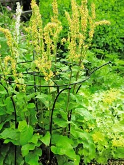 Essex Plant Supports -Gardening Supplies 37423 200 tif