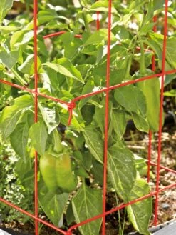 Pepper And Eggplant Cages, Set Of 3 12 Pepper And Eggplant Cages, Set Of 3 -Gardening Supplies 37464 567 tif