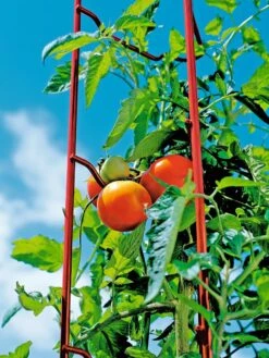Tomato Ladders, Set Of 3 -Gardening Supplies 38185 003E tif