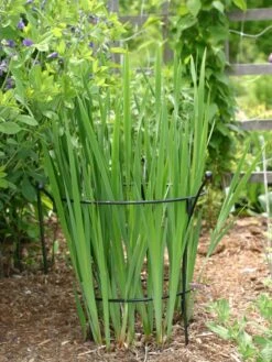 Essex Plant Supports -Gardening Supplies 38430 7627 tif