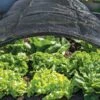 Shade Nets 2 Shade Nets -Gardening Supplies 38556 0191 tif