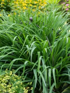 Jardin Bird Cage Support, 26" -Gardening Supplies 39 521 0073 tif