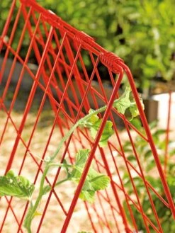 Deluxe Cucumber Trellis 12 Deluxe Cucumber Trellis -Gardening Supplies 39806 542 tif
