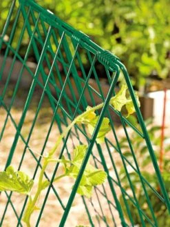 Deluxe Cucumber Trellis 13 Deluxe Cucumber Trellis -Gardening Supplies 39806 GR edit tif