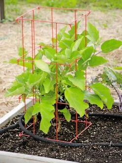 Pepper And Eggplant Cages, Set Of 3 11 Pepper And Eggplant Cages, Set Of 3 -Gardening Supplies 8587048 103 tif