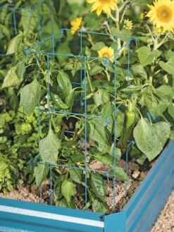 Pepper And Eggplant Cages, Set Of 3 10 Pepper And Eggplant Cages, Set Of 3 -Gardening Supplies 8587048 9792 tif