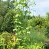 Bean Tower -Gardening Supplies 8587060GRN 0112 3 4