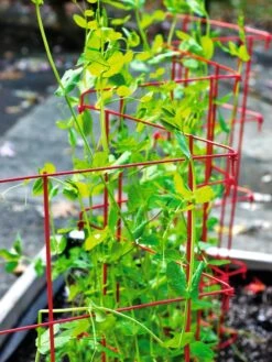 Expandable Pea Trellis 8 Expandable Pea Trellis -Gardening Supplies 8587061 100 tif