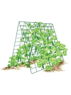 Deluxe Cucumber Trellis 16 Deluxe Cucumber Trellis -Gardening Supplies 8587083 001 GRN tif