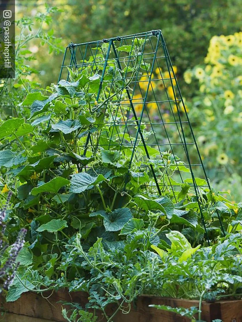 Deluxe Cucumber Trellis 3 Deluxe Cucumber Trellis