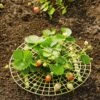 Strawberry Supports, Set Of 6 -Gardening Supplies 8587970 1039 tif