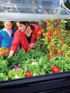 Canopia® By Palram Plant Inn™ Raised Bed Greenhouse, 4' X 4' -Gardening Supplies 8588308 03V tif