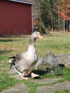 Chicken Wire Cloche 16 Chicken Wire Cloche -Gardening Supplies 8590210 01IN tif