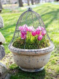 Chicken Wire Cloche 15 Chicken Wire Cloche -Gardening Supplies 8590210 021 tif