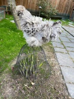 Chicken Wire Cloche 17 Chicken Wire Cloche -Gardening Supplies 8590210 02CUST tif