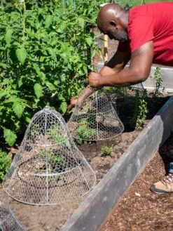 Chicken Wire Cloche With Extension 18 Chicken Wire Cloche With Extension -Gardening Supplies 8590210 0442 tif