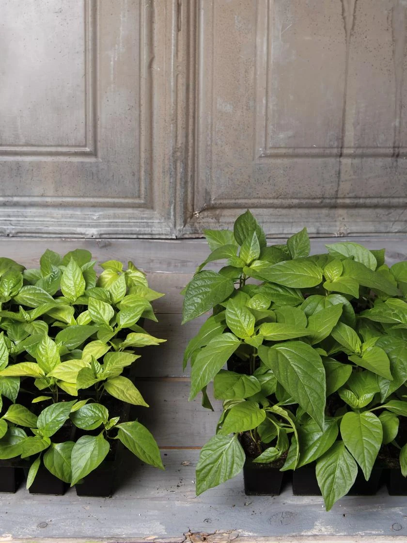 Organic Potting Mix, 20 Quarts 4 Organic Potting Mix, 20 Quarts - Image 2