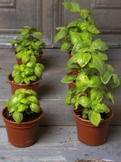 Organic Self-Watering Potting Mix, 20 Qts. -Gardening Supplies 8592212 3979 001E tif 3