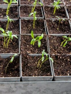 Seed Starting Mix, 9 Qts. -Gardening Supplies 8592212 6177