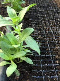 Cat Scat Mat 10 Cat Scat Mat -Gardening Supplies 8592448 03CUST tif