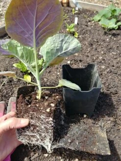 Pop-Out Pots, Set Of 4 11 Pop-Out Pots, Set Of 4 -Gardening Supplies 8593943 1357 tif