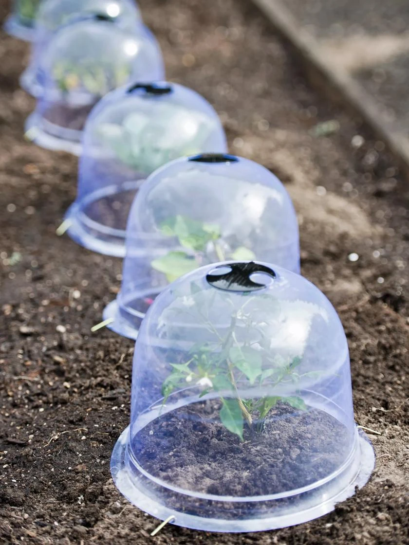 Medium Garden Cloches, Set Of 6 4 Medium Garden Cloches, Set Of 6 - Image 2