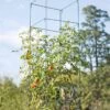 Mammoth Tomato Towers, Set Of 2 -Gardening Supplies 8595740 4437 tif