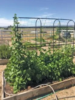 Titan Pea Tunnel 10 Titan Pea Tunnel -Gardening Supplies 8596275 01CUST tif