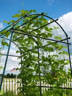 Titan Squash Tunnel -Gardening Supplies 8596276 0122 tif
