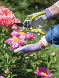 Gardener's Pro Pruner #2 8 Gardener's Pro Pruner #2 -Gardening Supplies 8596605 1261 tif