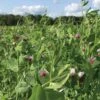 Field Peas, Oats And Vetch Mix Organic Seeds 2 Field Peas, Oats And Vetch Mix Organic Seeds -Gardening Supplies 8599874 01V tif