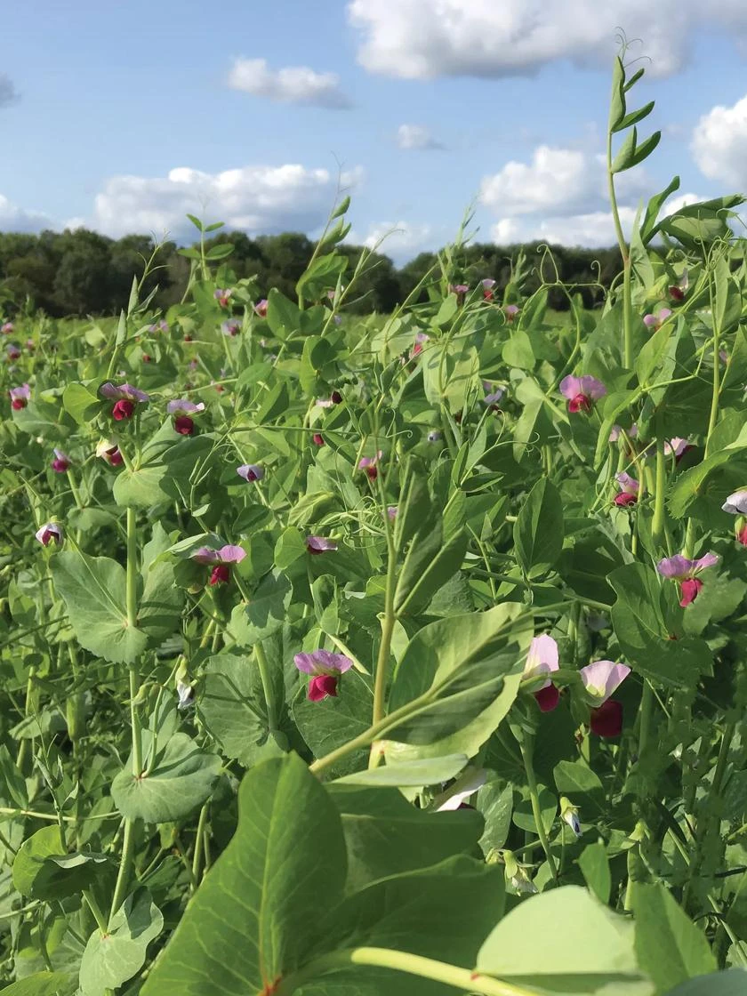 Field Peas, Oats And Vetch Mix Organic Seeds 3 Field Peas, Oats And Vetch Mix Organic Seeds