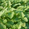 Lemon Balm Organic Seeds 1 Lemon Balm Organic Seeds -Gardening Supplies 8599880 01V tif