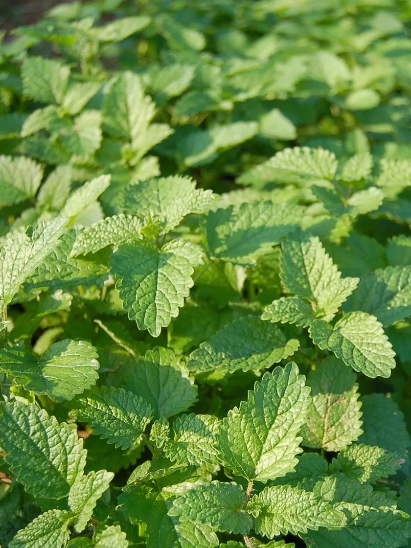 Lemon Balm Organic Seeds 2 Lemon Balm Organic Seeds