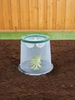 Sunny Forcing Cloches, Set Of 3 13 Sunny Forcing Cloches, Set Of 3 -Gardening Supplies 8600075 02V tif