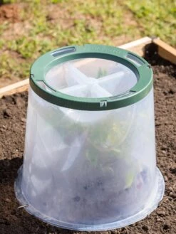 Sunny Forcing Cloches, Set Of 3 12 Sunny Forcing Cloches, Set Of 3 -Gardening Supplies 8600075 0734 tif