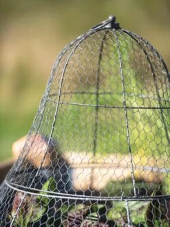 Chicken Wire Cloche With Extension 24 Chicken Wire Cloche With Extension -Gardening Supplies 8600116 0607 tif