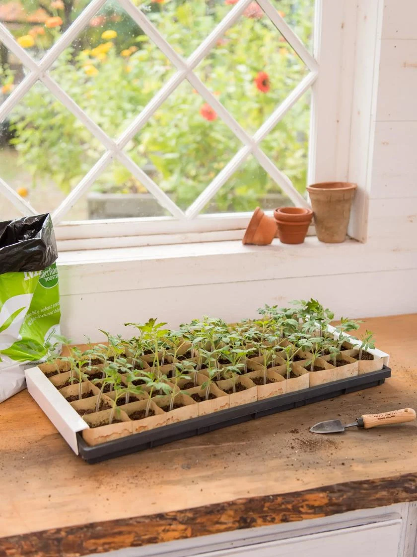 Paper Pots Starter Set 3 Paper Pots Starter Set