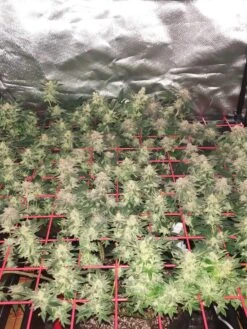 Hemp Grow Kit 18 Hemp Grow Kit -Gardening Supplies 8600301 01TEST tif