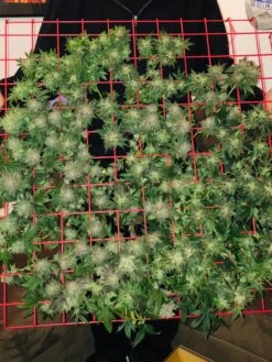 Hemp Grow Kit 17 Hemp Grow Kit -Gardening Supplies 8600301 02TEST tif 1