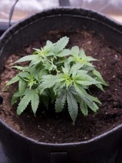 Hemp Success Kit 13 Hemp Success Kit -Gardening Supplies 8600301 0584 tif