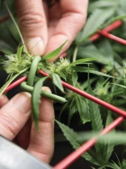 Hemp Success Kit 11 Hemp Success Kit -Gardening Supplies 8600301 2002 tif