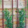 Ina Modern Wall Trellis Sr. -Gardening Supplies 8600510 05V tif