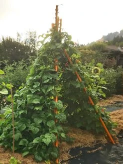 Annabel Tipi Trellis 12 Annabel Tipi Trellis -Gardening Supplies 8600521 02V tif