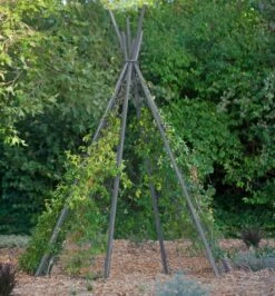 Annabel Tipi Trellis 10 Annabel Tipi Trellis -Gardening Supplies 8600521 07V jpg