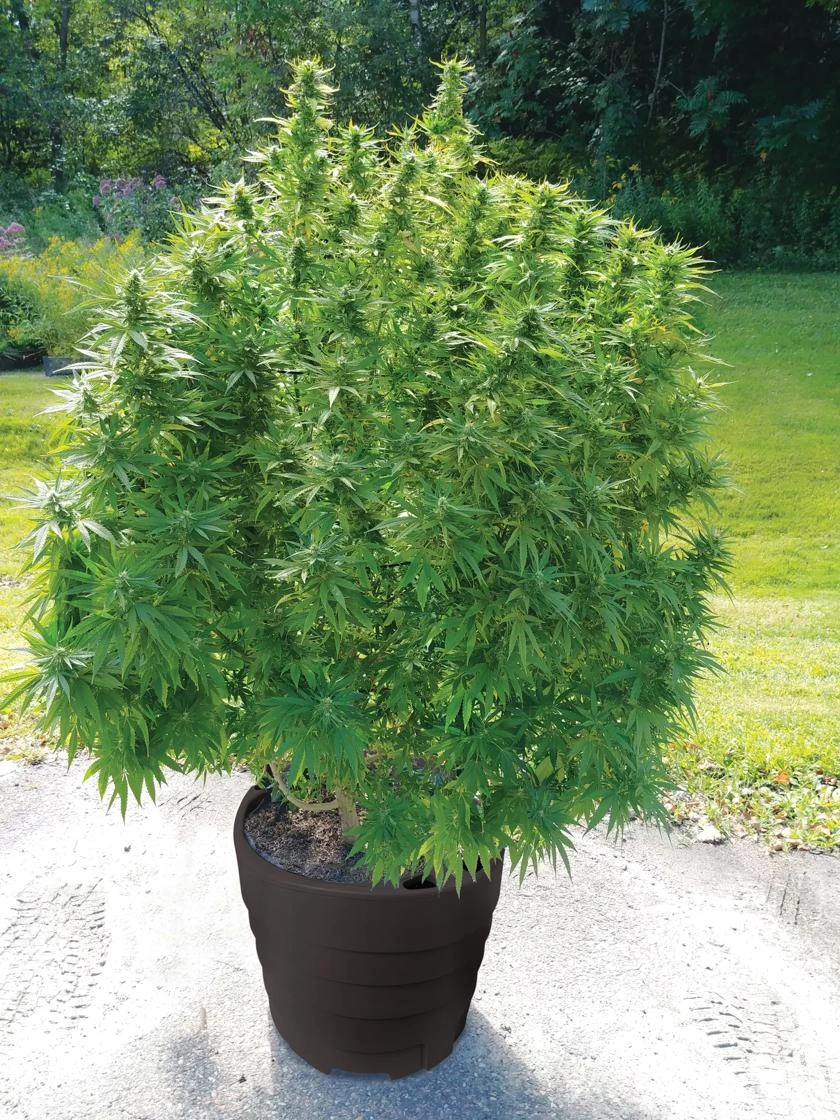 Victory Hemp Success Kit 3 Victory Hemp Success Kit - Image 2